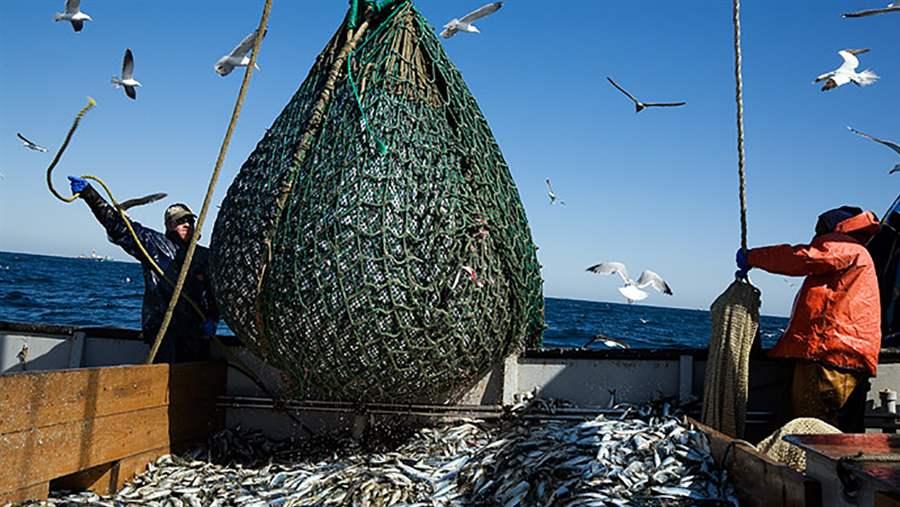 Bycatch and Monitoring | The Pew Charitable Trusts