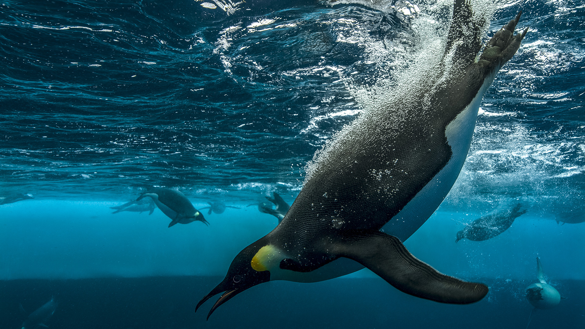 King penguin underwater hi-res stock photography and images - Alamy, image size:1920x1080