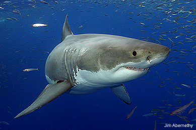 Great White Shark