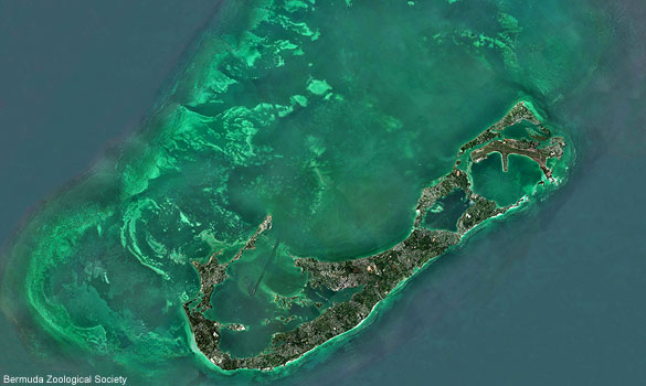 Bermuda