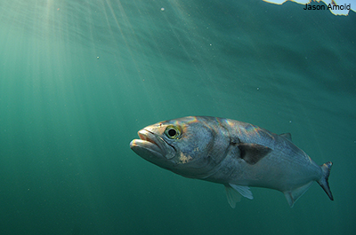 Bluefish Bluefish