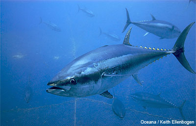 Bluefin Tuna Bluefin Tuna
