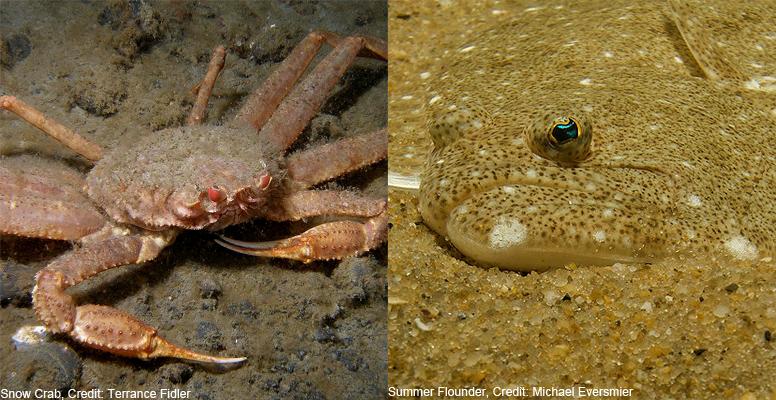 ff-snowcrab-flounder-776-lw-2 ff-snowcrab-flounder-776-lw-2