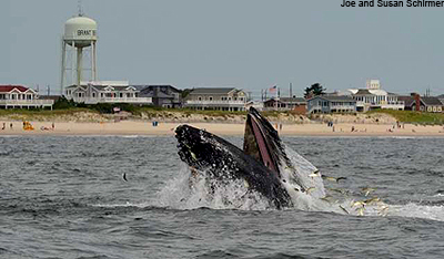 Whale eating menhaden