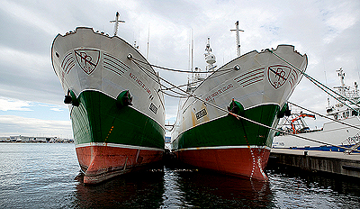 Spanish Trawlers at Port Spanish Trawlers at Port.