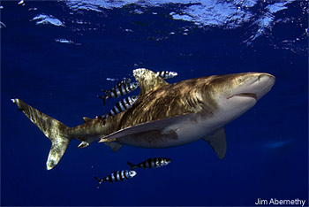 Oceanic whitetip shark Oceanic whitetip shark