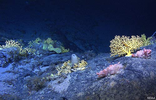 Coral Coral