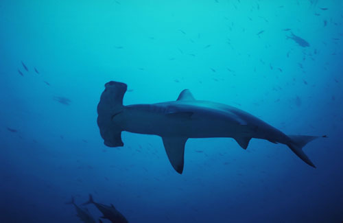 Shark