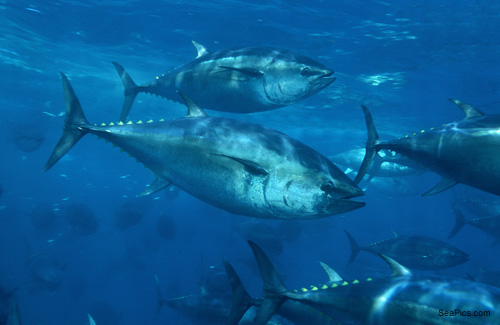 Bluefin Tuna