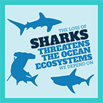 shrk-cites-info-150-RC.jpg shrk-cites-info-150-RC.jpg