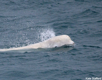 Beluga Whale