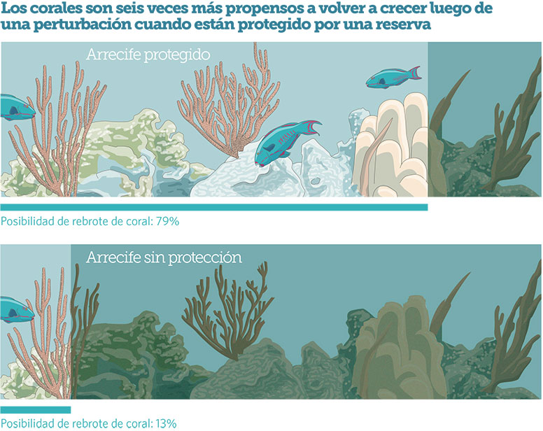 Las reservas marinas protegidas vuelven más resilientes a los arrecifes 