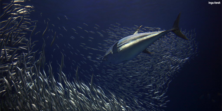 Protect the Key to a Healthy Ocean