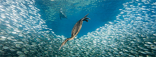 Pacific Fish Conservation Campaign