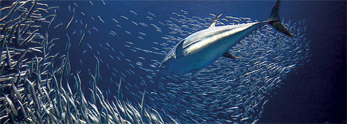 Pacific Fish Conservation Campaign