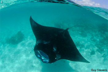 Manta Rays (Genus Manta) Manta Rays (Genus Manta)