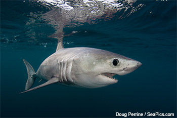 porbeagle shark (Lamna nasus) porbeagle shark (Lamna nasus)