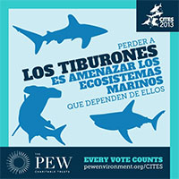 Los Tiburones es amenazar los ecosistemas marinos
