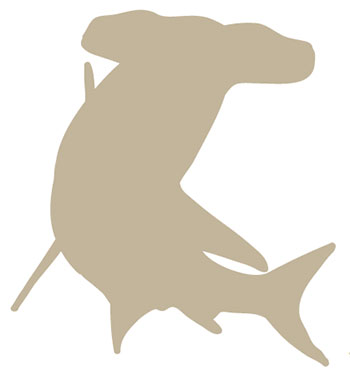 Requin-Marteau Halicorne Requin-Marteau Halicorne