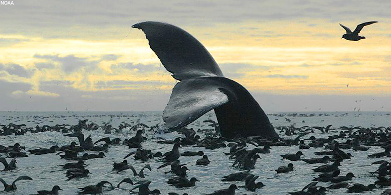 Photo Credit: NOAA Photo Credit: NOAA