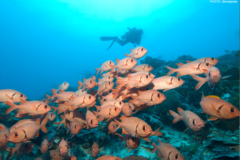 GOL_PALAU_FISH_KM_RF_TE_776.jpg