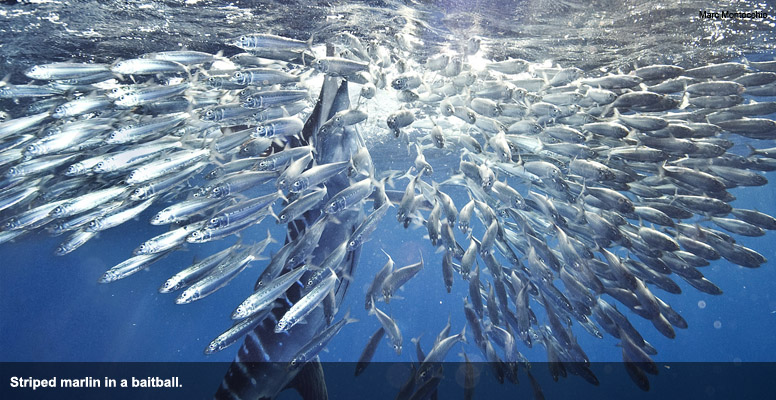 Striped marlin in a baitball.