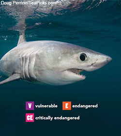 Porbeagle Shark Porbeagle Shark