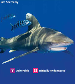 Oceanic Whitetip Shark Oceanic Whitetip Shark