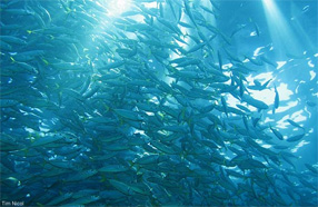 SWmarine-school-of-fish