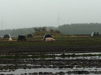 HHIF_denmark_pigpasture_350 HHIF_denmark_pigpasture_350