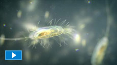 SuperChefs Against Superbugs SuperChefs Against Superbugs