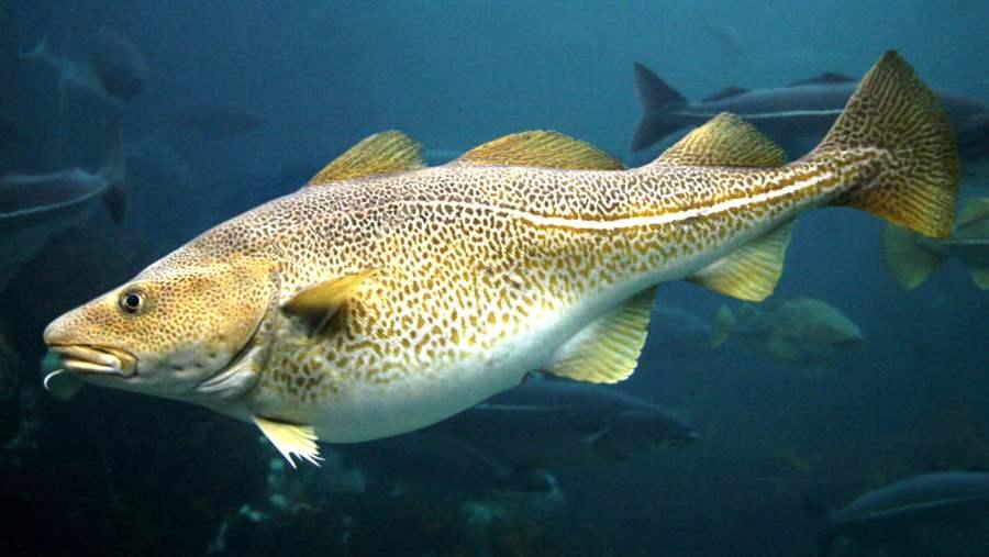 cod
