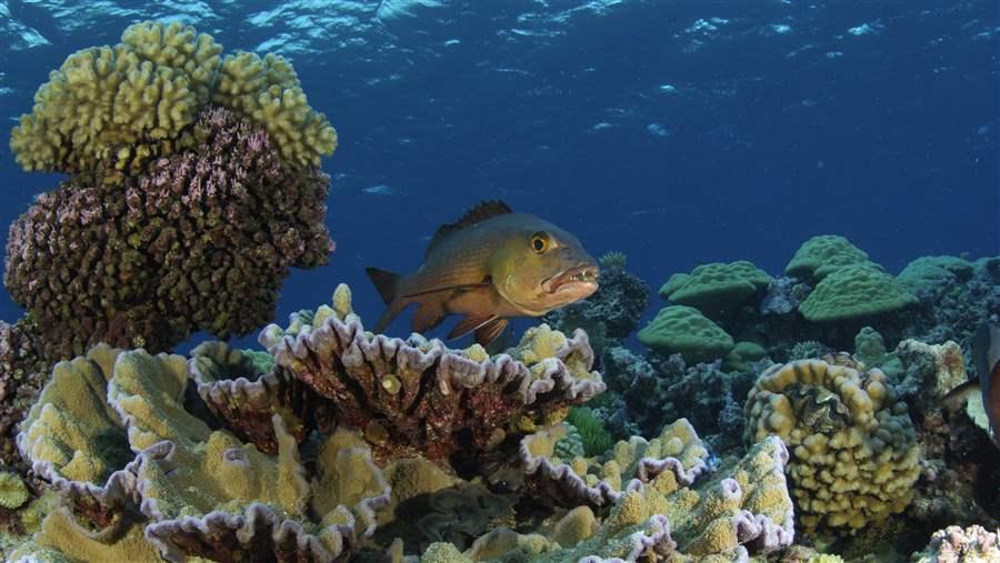 Pacific Remote Islands Marine National Monument