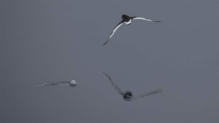 Petrels