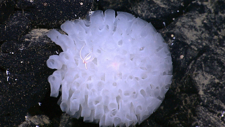 Glass Sponge