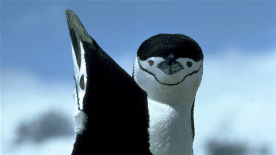 Penguins