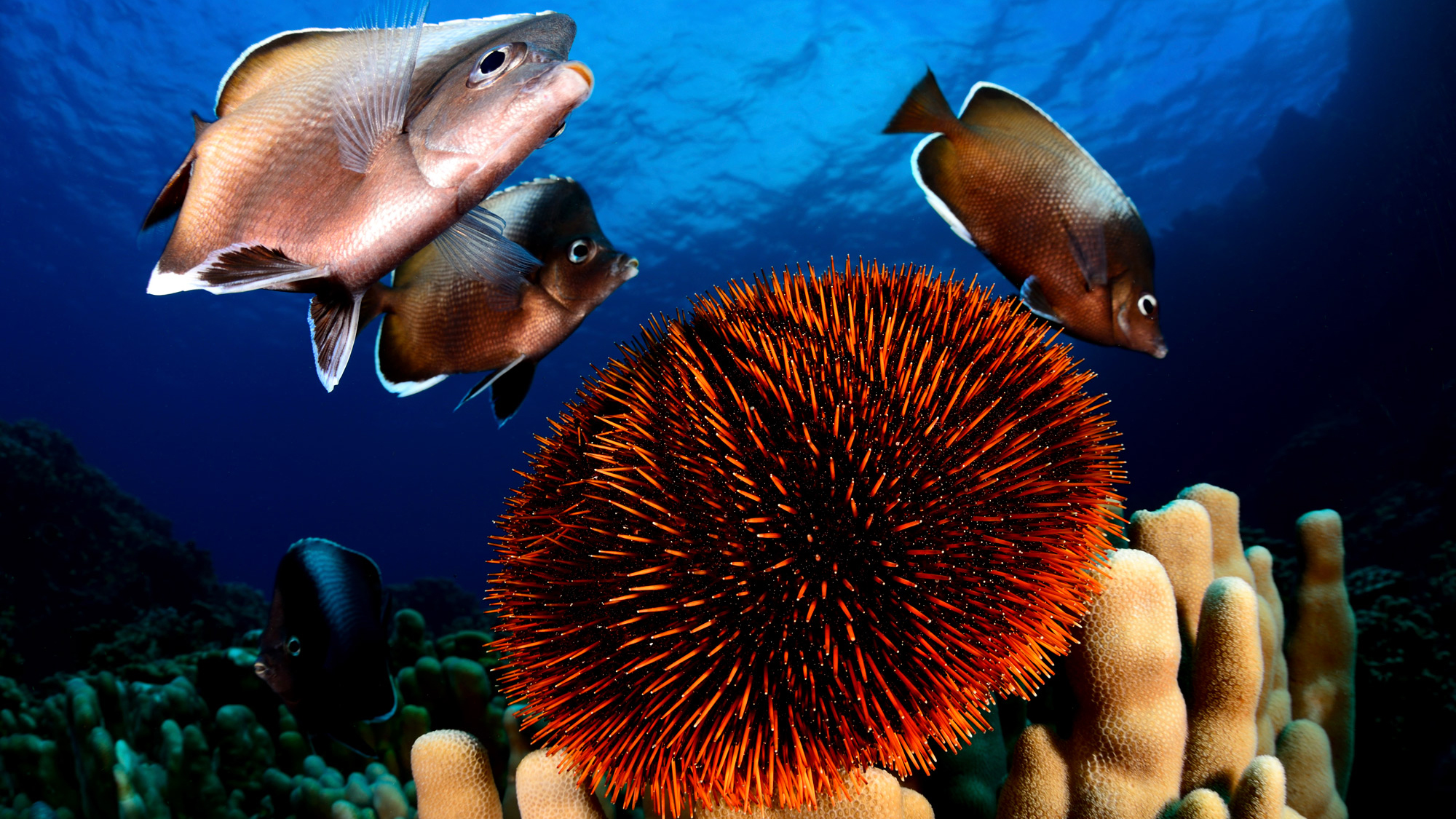 Global Ocean Legacy | The Pew Charitable Trusts