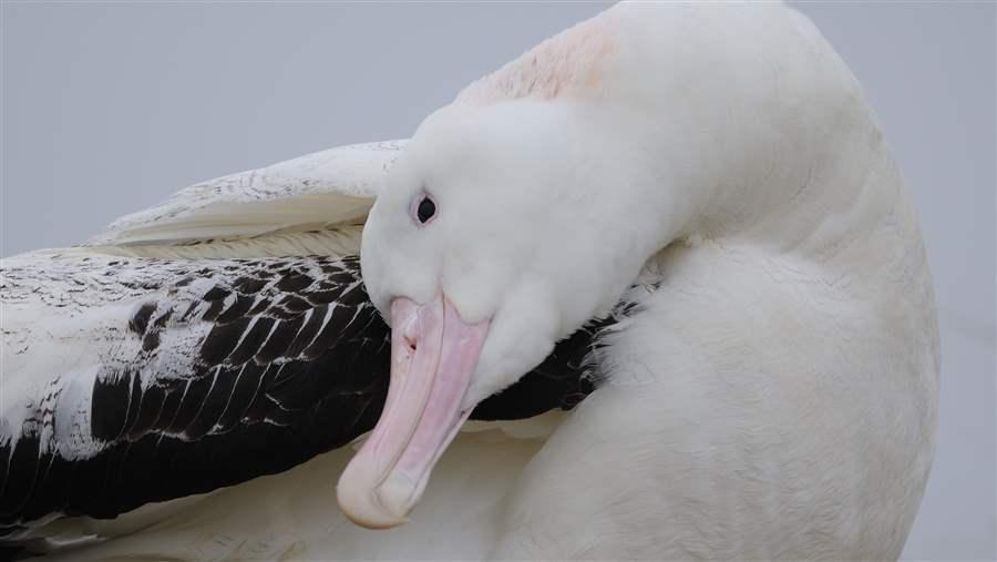 Wandering Albatross