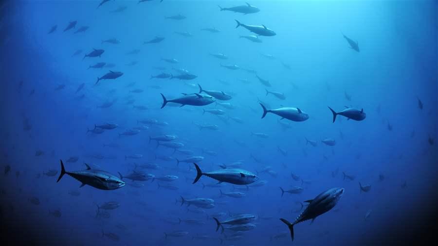 Atlantic Bluefin Tuna