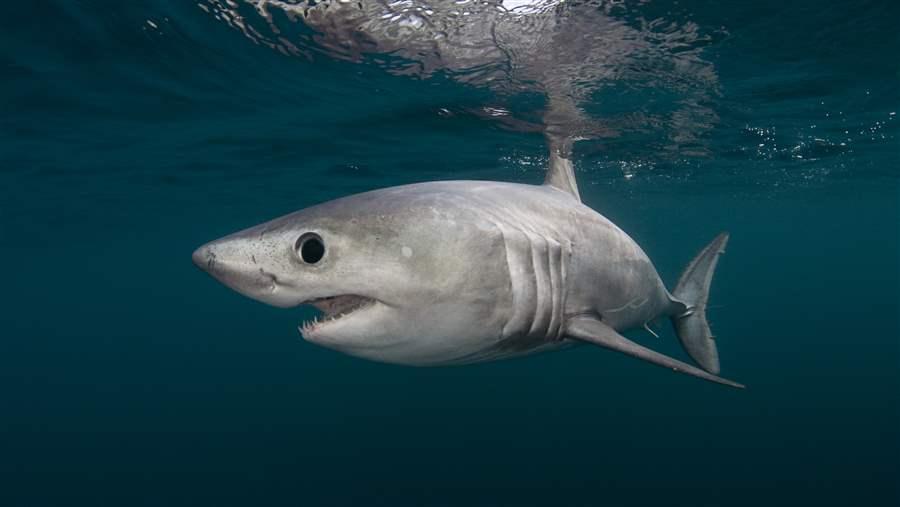 Porbeagle Shark