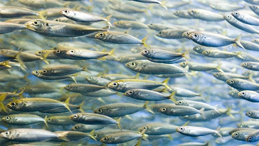 sardines