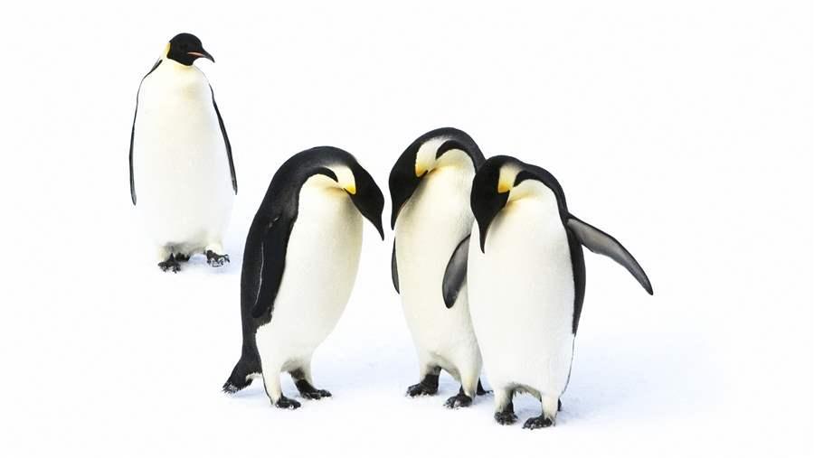 penguins