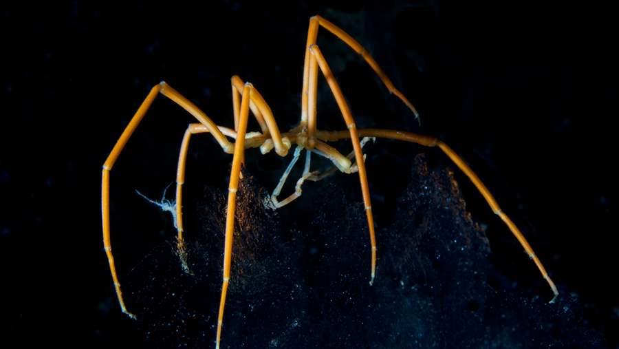 Sea Spider