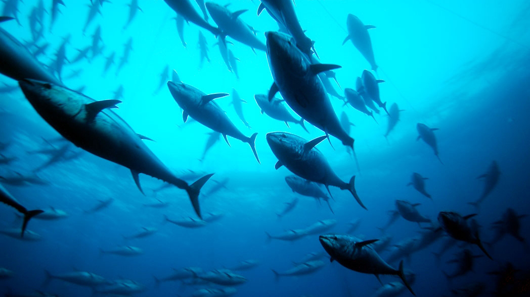 Time to Protect Bluefin Tuna and Porbeagle Sharks From Illegal Trade