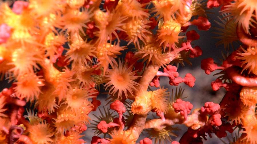 Bubblegum Coral
