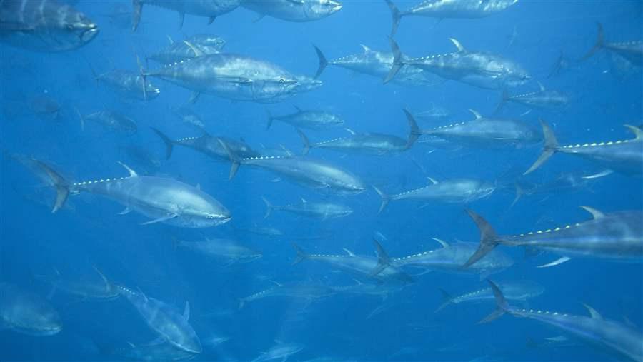 Atlantic Bluefin Tuna