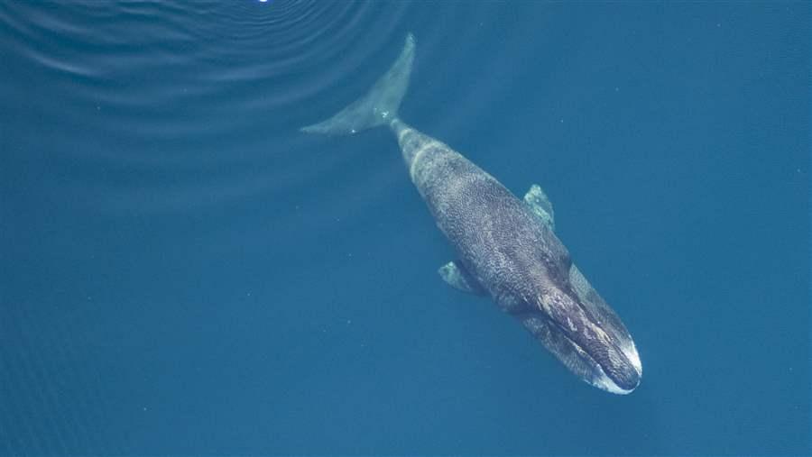 Bowhead Whale
