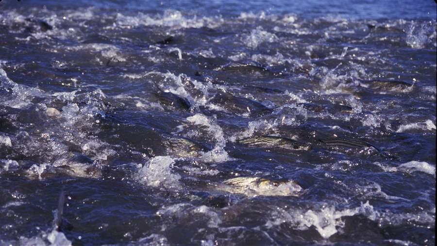 Thousands of striped bass come to the surface to feed on baitfish off Montauk—a sight less common now, because the striped bass population has declined.