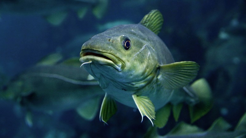 Western Cod The Waters of North-western Europe | The Pew Charitable Trusts