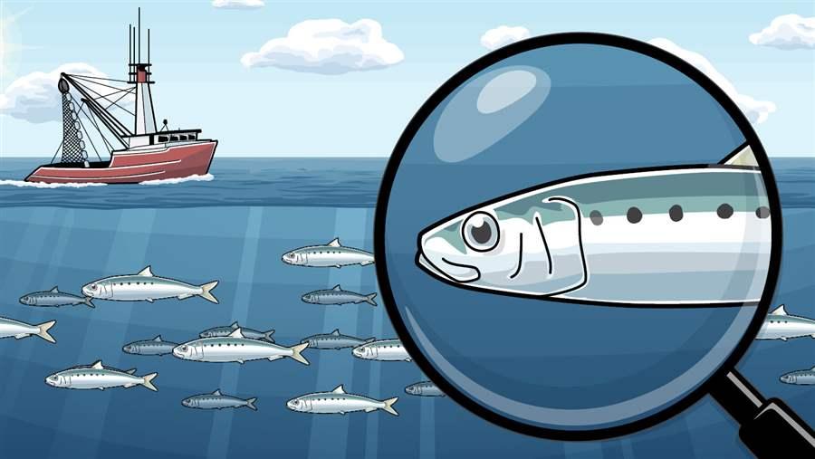 Fishing Amplifies Forage Fish Collapses | The Pew Charitable Trusts